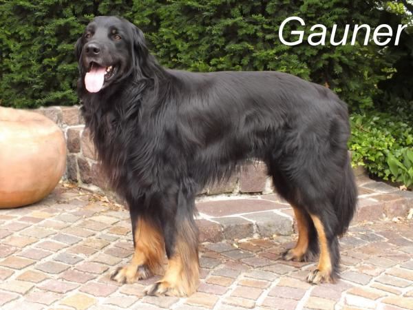 Gauner vom Rehwinkel